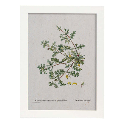 Lámina Naturaleza - 097. Pósters con ilustraciones en acuarela de Pierre-Joseph Redouté.-Artwork-Nacnic-A4-Marco Blanco-Nacnic Estudio SL