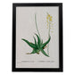 Lámina Naturaleza - 104. Pósters con ilustraciones en acuarela de Pierre-Joseph Redouté.-Artwork-Nacnic-A3-Marco Negro-Nacnic Estudio SL