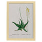 Lámina Naturaleza - 104. Pósters con ilustraciones en acuarela de Pierre-Joseph Redouté.-Artwork-Nacnic-A4-Marco Madera clara-Nacnic Estudio SL