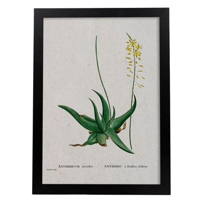 Lámina Naturaleza - 104. Pósters con ilustraciones en acuarela de Pierre-Joseph Redouté.-Artwork-Nacnic-A4-Marco Negro-Nacnic Estudio SL