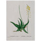 Lámina Naturaleza - 104. Pósters con ilustraciones en acuarela de Pierre-Joseph Redouté.-Artwork-Nacnic-A4-Sin marco-Nacnic Estudio SL
