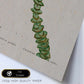 Lámina Naturaleza - 105. Pósters con ilustraciones en acuarela de Pierre-Joseph Redouté.-Artwork-Nacnic-Nacnic Estudio SL