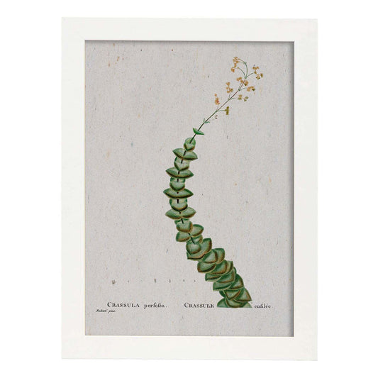 Lámina Naturaleza - 105. Pósters con ilustraciones en acuarela de Pierre-Joseph Redouté.-Artwork-Nacnic-A4-Marco Blanco-Nacnic Estudio SL