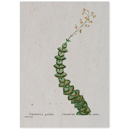 Lámina Naturaleza - 105. Pósters con ilustraciones en acuarela de Pierre-Joseph Redouté.-Artwork-Nacnic-A4-Sin marco-Nacnic Estudio SL