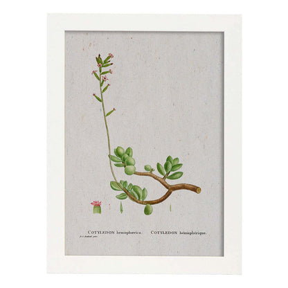 Lámina Naturaleza - 110. Pósters con ilustraciones en acuarela de Pierre-Joseph Redouté.-Artwork-Nacnic-A4-Marco Blanco-Nacnic Estudio SL