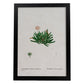 Lámina Naturaleza - 111. Pósters con ilustraciones en acuarela de Pierre-Joseph Redouté.-Artwork-Nacnic-A3-Marco Negro-Nacnic Estudio SL