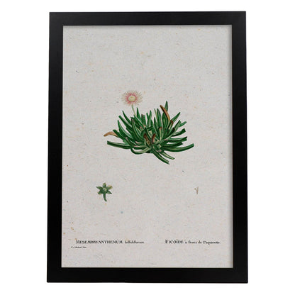 Lámina Naturaleza - 111. Pósters con ilustraciones en acuarela de Pierre-Joseph Redouté.-Artwork-Nacnic-A4-Marco Negro-Nacnic Estudio SL