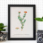 Lámina Naturaleza - 118. Pósters con ilustraciones en acuarela de Pierre-Joseph Redouté.-Artwork-Nacnic-Nacnic Estudio SL