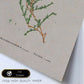 Lámina Naturaleza - 119. Pósters con ilustraciones en acuarela de Pierre-Joseph Redouté.-Artwork-Nacnic-Nacnic Estudio SL