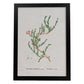 Lámina Naturaleza - 119. Pósters con ilustraciones en acuarela de Pierre-Joseph Redouté.-Artwork-Nacnic-A4-Marco Negro-Nacnic Estudio SL