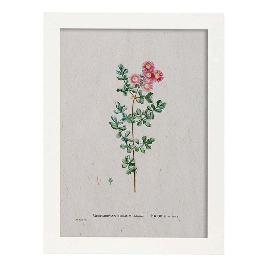 Lámina Naturaleza - 120. Pósters con ilustraciones en acuarela de Pierre-Joseph Redouté.-Artwork-Nacnic-A4-Marco Blanco-Nacnic Estudio SL