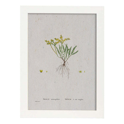 Lámina Naturaleza - 122. Pósters con ilustraciones en acuarela de Pierre-Joseph Redouté.-Artwork-Nacnic-A4-Marco Blanco-Nacnic Estudio SL