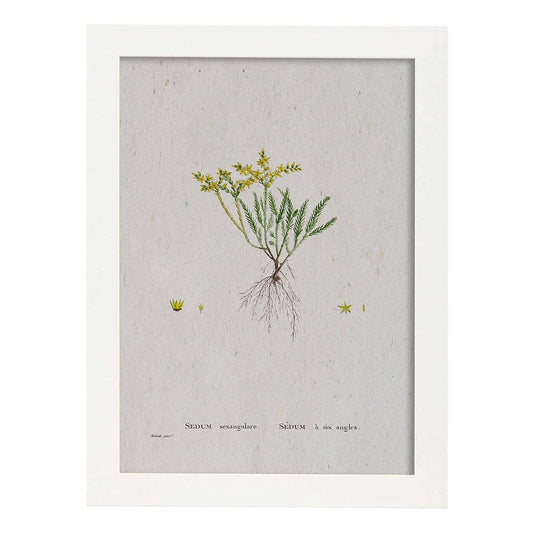 Lámina Naturaleza - 122. Pósters con ilustraciones en acuarela de Pierre-Joseph Redouté.-Artwork-Nacnic-A4-Marco Blanco-Nacnic Estudio SL