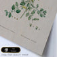 Lámina Naturaleza - 126. Pósters con ilustraciones en acuarela de Pierre-Joseph Redouté.-Artwork-Nacnic-Nacnic Estudio SL