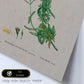 Lámina Naturaleza - 132. Pósters con ilustraciones en acuarela de Pierre-Joseph Redouté.-Artwork-Nacnic-Nacnic Estudio SL