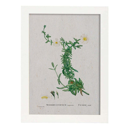 Lámina Naturaleza - 132. Pósters con ilustraciones en acuarela de Pierre-Joseph Redouté.-Artwork-Nacnic-A4-Marco Blanco-Nacnic Estudio SL