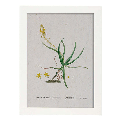 Lámina Naturaleza - 133. Pósters con ilustraciones en acuarela de Pierre-Joseph Redouté.-Artwork-Nacnic-A4-Marco Blanco-Nacnic Estudio SL