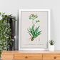 Lámina Naturaleza - 140. Pósters con ilustraciones en acuarela de Pierre-Joseph Redouté.-Artwork-Nacnic-Nacnic Estudio SL