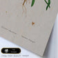 Lámina Naturaleza - 141. Pósters con ilustraciones en acuarela de Pierre-Joseph Redouté.-Artwork-Nacnic-Nacnic Estudio SL
