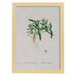 Lámina Naturaleza - 141. Pósters con ilustraciones en acuarela de Pierre-Joseph Redouté.-Artwork-Nacnic-A4-Marco Madera clara-Nacnic Estudio SL