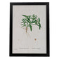Lámina Naturaleza - 141. Pósters con ilustraciones en acuarela de Pierre-Joseph Redouté.-Artwork-Nacnic-A4-Marco Negro-Nacnic Estudio SL