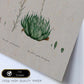 Lámina Naturaleza - 144. Pósters con ilustraciones en acuarela de Pierre-Joseph Redouté.-Artwork-Nacnic-Nacnic Estudio SL