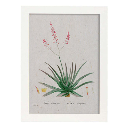 Lámina Naturaleza - 148. Pósters con ilustraciones en acuarela de Pierre-Joseph Redouté.-Artwork-Nacnic-A4-Marco Blanco-Nacnic Estudio SL