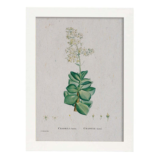 Lámina Naturaleza - 149. Pósters con ilustraciones en acuarela de Pierre-Joseph Redouté.-Artwork-Nacnic-A4-Marco Blanco-Nacnic Estudio SL