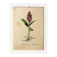 Lámina para enmarcar orquídea. Poster con imágenes de la Naturaleza. Lámina botánica. Decoración de hogar. Láminas tamaño Folio para enmarcar. (21_x_29.7cm)-Artwork-Nacnic-A3-Marco Blanco-Nacnic Estudio SL