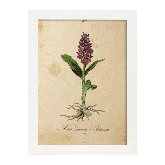 Lámina para enmarcar orquídea. Poster con imágenes de la Naturaleza. Lámina botánica. Decoración de hogar. Láminas tamaño Folio para enmarcar. (21_x_29.7cm)-Artwork-Nacnic-A4-Marco Blanco-Nacnic Estudio SL