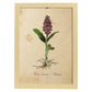 Lámina para enmarcar orquídea. Poster con imágenes de la Naturaleza. Lámina botánica. Decoración de hogar. Láminas tamaño Folio para enmarcar. (21_x_29.7cm)-Artwork-Nacnic-A4-Marco Madera clara-Nacnic Estudio SL