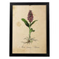 Lámina para enmarcar orquídea. Poster con imágenes de la Naturaleza. Lámina botánica. Decoración de hogar. Láminas tamaño Folio para enmarcar. (21_x_29.7cm)-Artwork-Nacnic-A4-Marco Negro-Nacnic Estudio SL