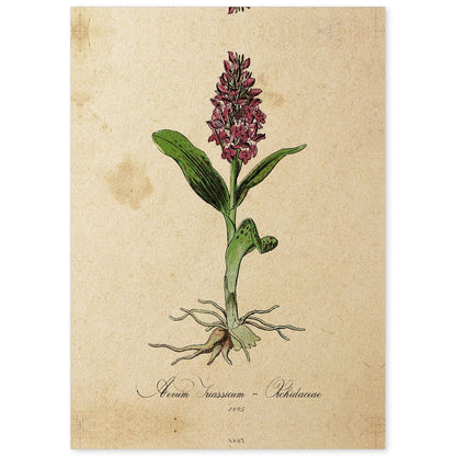 Lámina para enmarcar orquídea. Poster con imágenes de la Naturaleza. Lámina botánica. Decoración de hogar. Láminas tamaño Folio para enmarcar. (21_x_29.7cm)-Artwork-Nacnic-A4-Sin marco-Nacnic Estudio SL