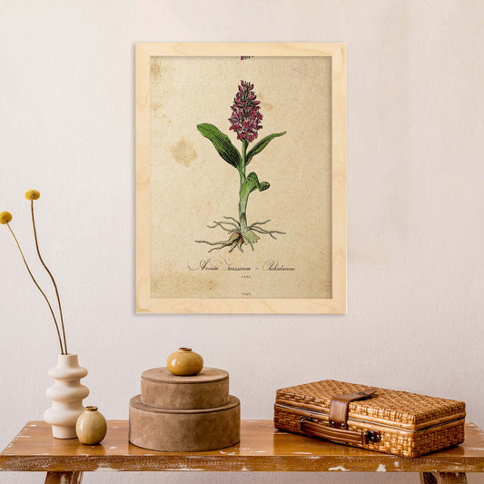 Lámina para enmarcar orquídea. Poster con imágenes de la Naturaleza. Lámina botánica. Decoración de hogar. Láminas tamaño Folio para enmarcar. (21_x_29.7cm)-Artwork-Nacnic-Nacnic Estudio SL
