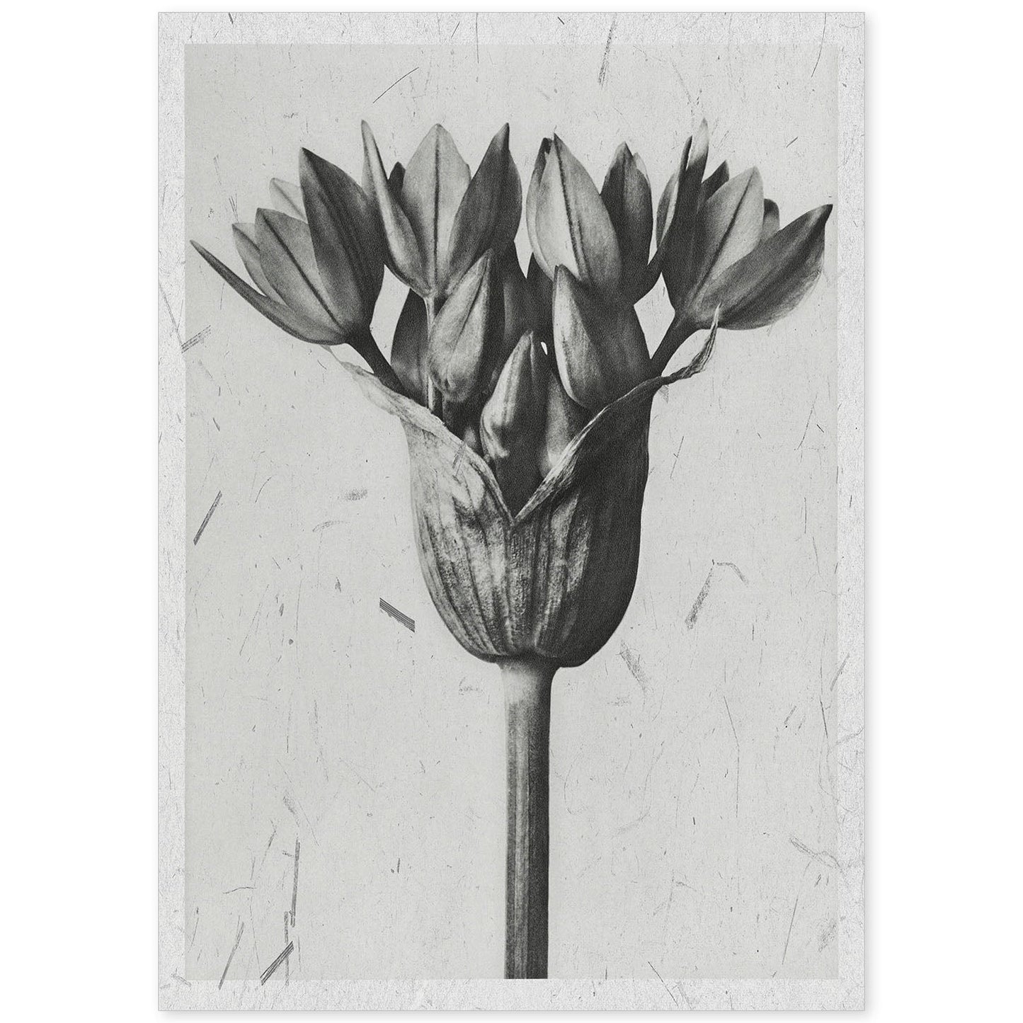 Lámina Planta blanco y negro 01. Pósters con ilustraciones de flores y plantas en tonos grises.-Artwork-Nacnic-A4-Sin marco-Nacnic Estudio SL