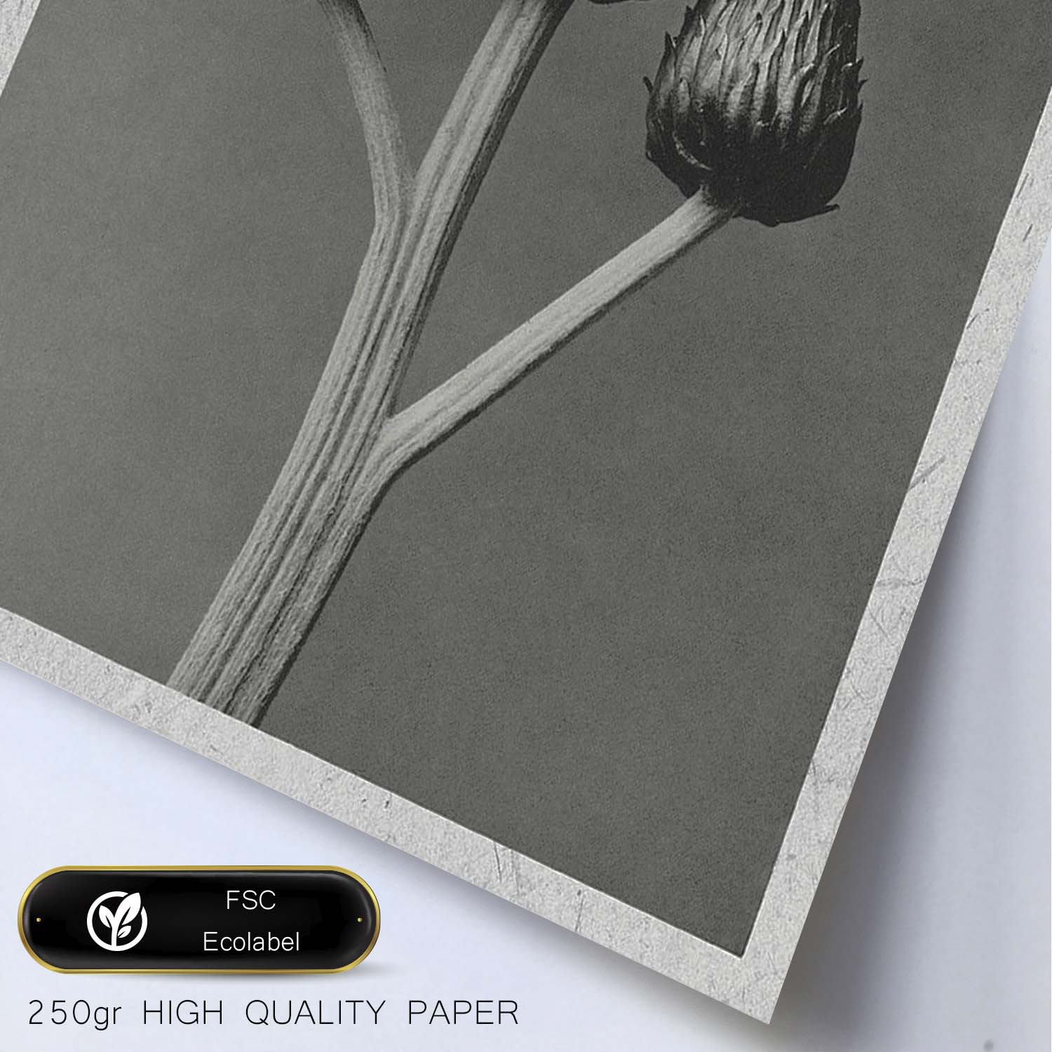 Lámina Planta blanco y negro 02. Pósters con ilustraciones de flores y plantas en tonos grises.-Artwork-Nacnic-Nacnic Estudio SL