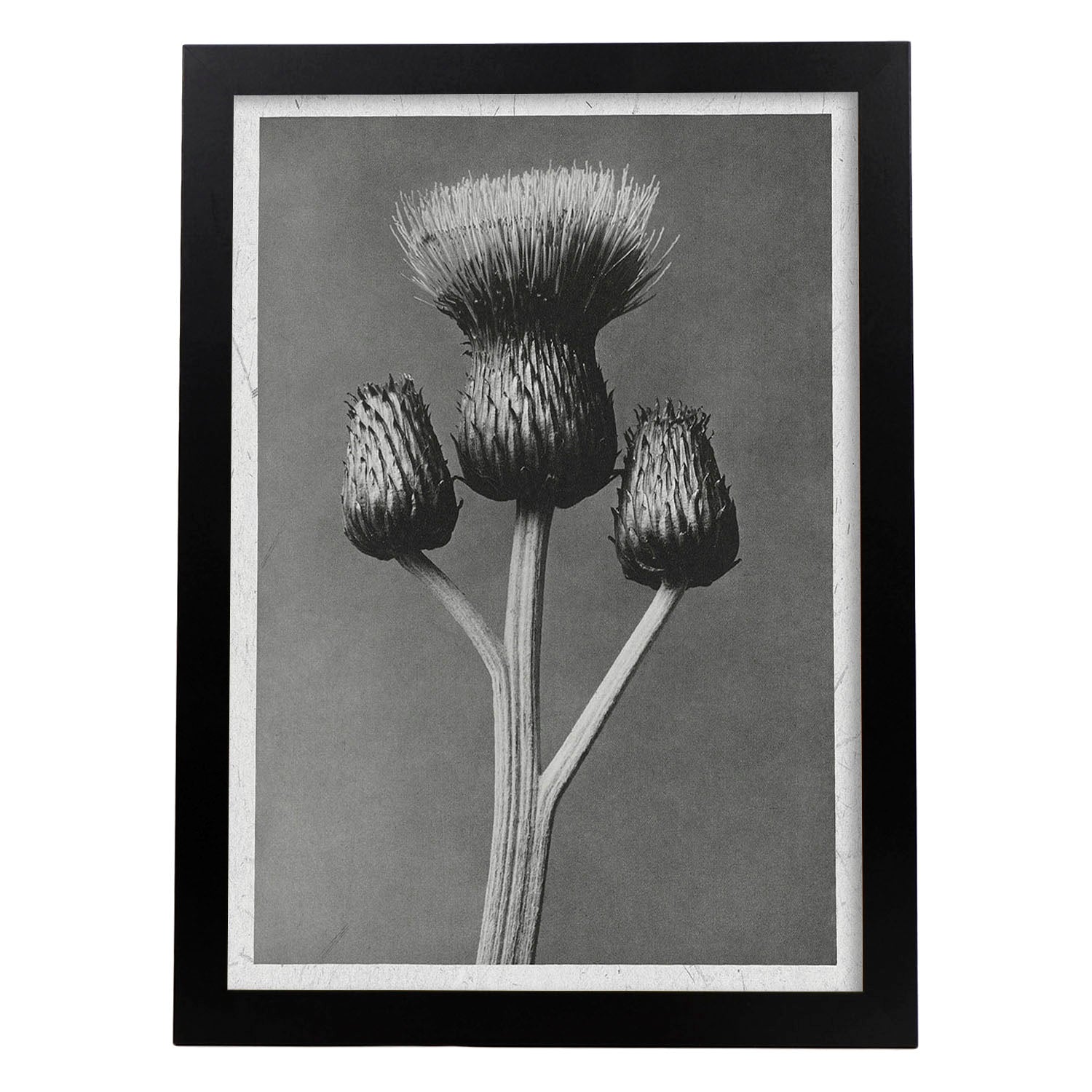 Lámina Planta blanco y negro 02. Pósters con ilustraciones de flores y plantas en tonos grises.-Artwork-Nacnic-A3-Marco Negro-Nacnic Estudio SL