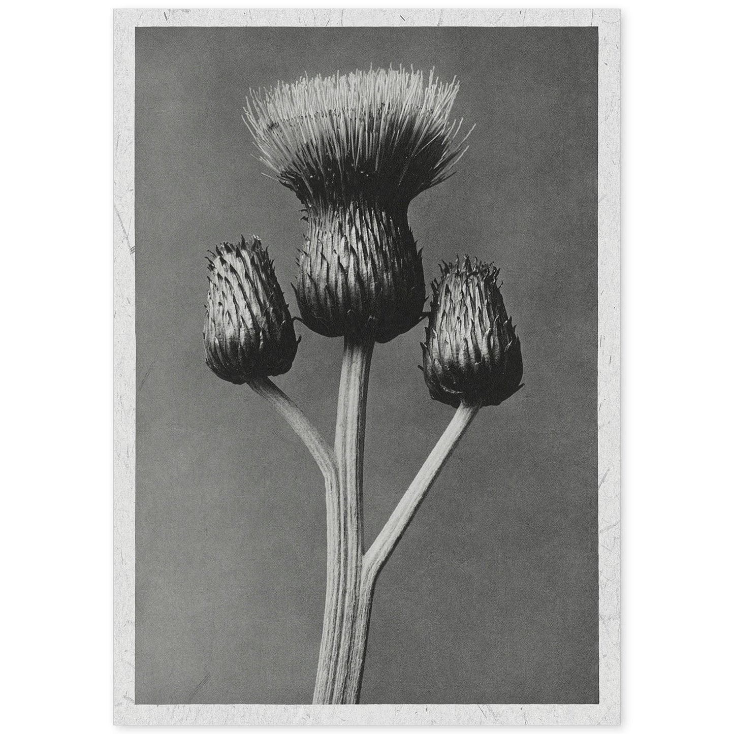 Lámina Planta blanco y negro 02. Pósters con ilustraciones de flores y plantas en tonos grises.-Artwork-Nacnic-A4-Sin marco-Nacnic Estudio SL