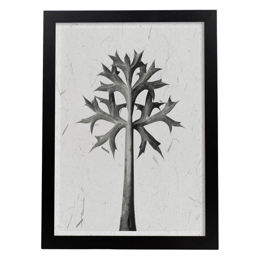 Lámina Planta blanco y negro 03. Pósters con ilustraciones de flores y plantas en tonos grises.-Artwork-Nacnic-A4-Marco Negro-Nacnic Estudio SL