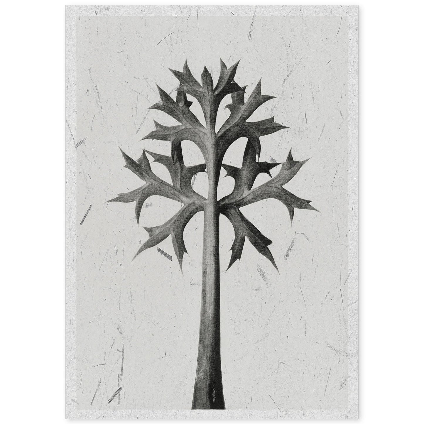 Lámina Planta blanco y negro 03. Pósters con ilustraciones de flores y plantas en tonos grises.-Artwork-Nacnic-A4-Sin marco-Nacnic Estudio SL