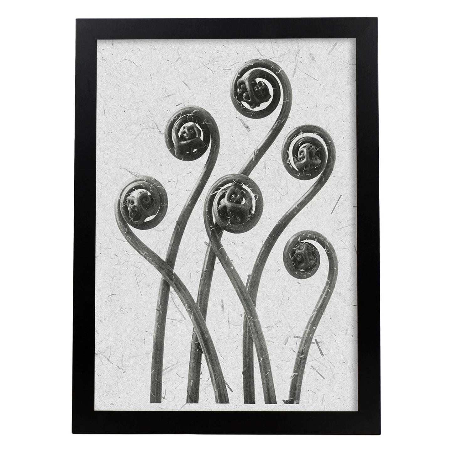 Lámina Planta blanco y negro 04. Pósters con ilustraciones de flores y plantas en tonos grises.-Artwork-Nacnic-A3-Marco Negro-Nacnic Estudio SL
