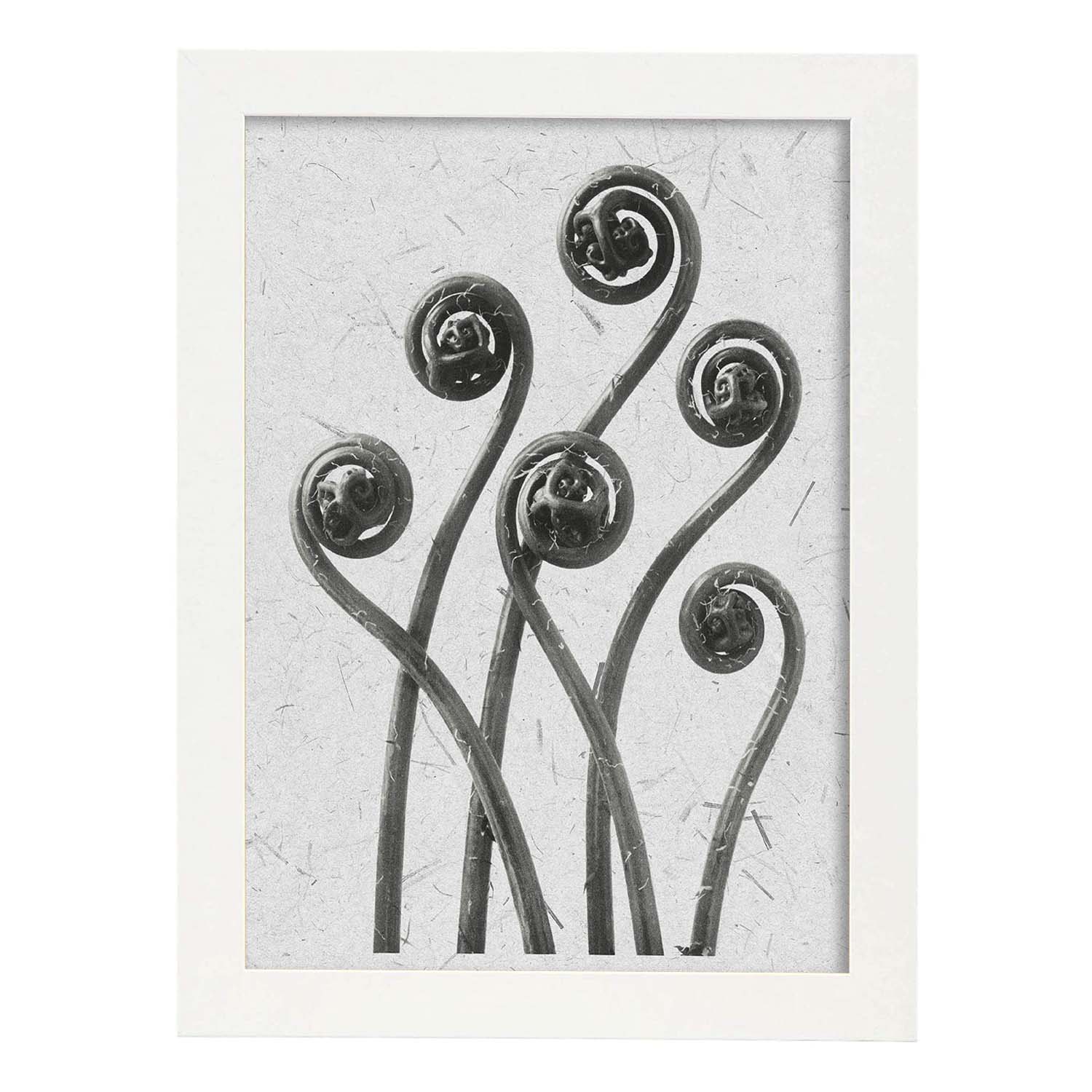 Lámina Planta blanco y negro 04. Pósters con ilustraciones de flores y plantas en tonos grises.-Artwork-Nacnic-A4-Marco Blanco-Nacnic Estudio SL