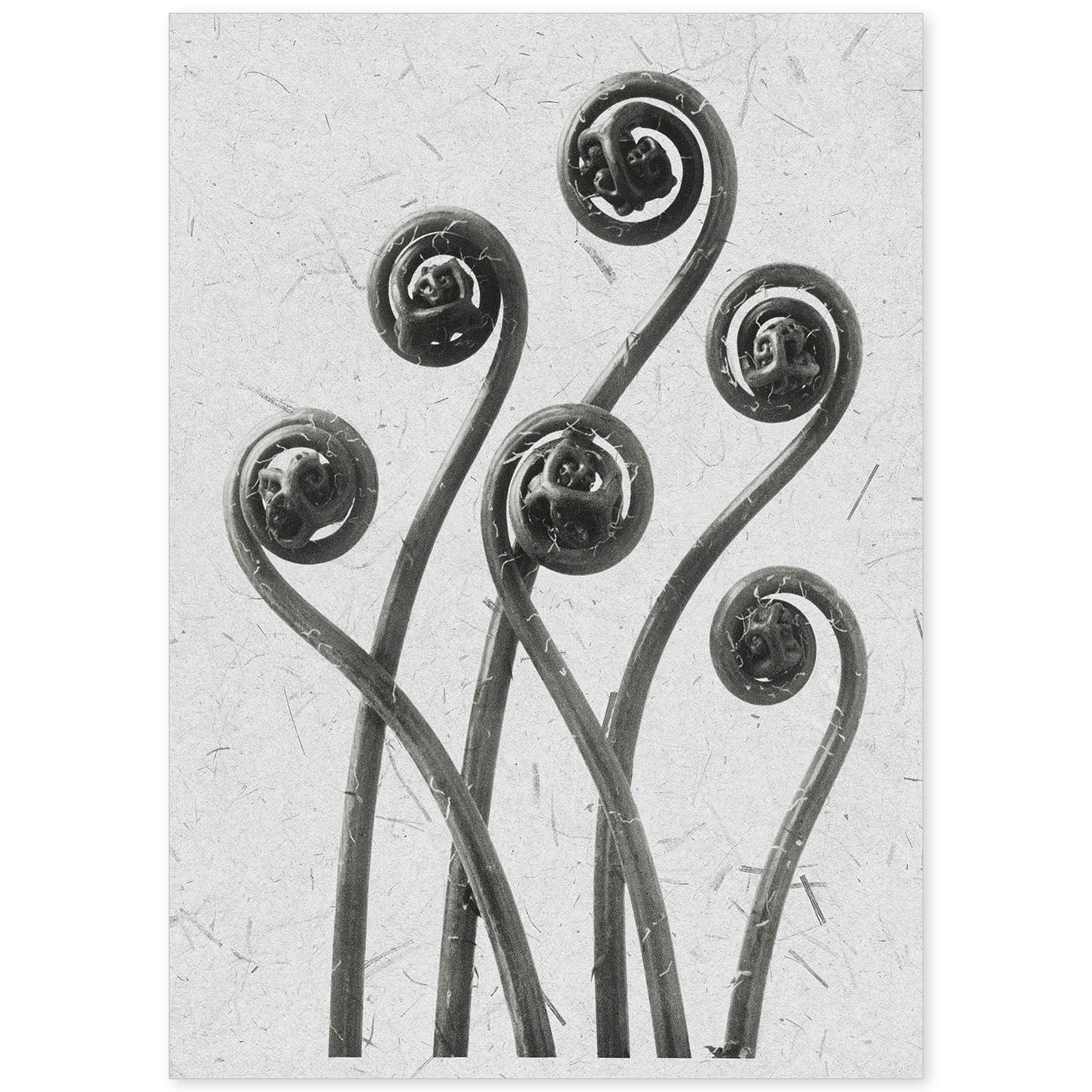 Lámina Planta blanco y negro 04. Pósters con ilustraciones de flores y plantas en tonos grises.-Artwork-Nacnic-A4-Sin marco-Nacnic Estudio SL