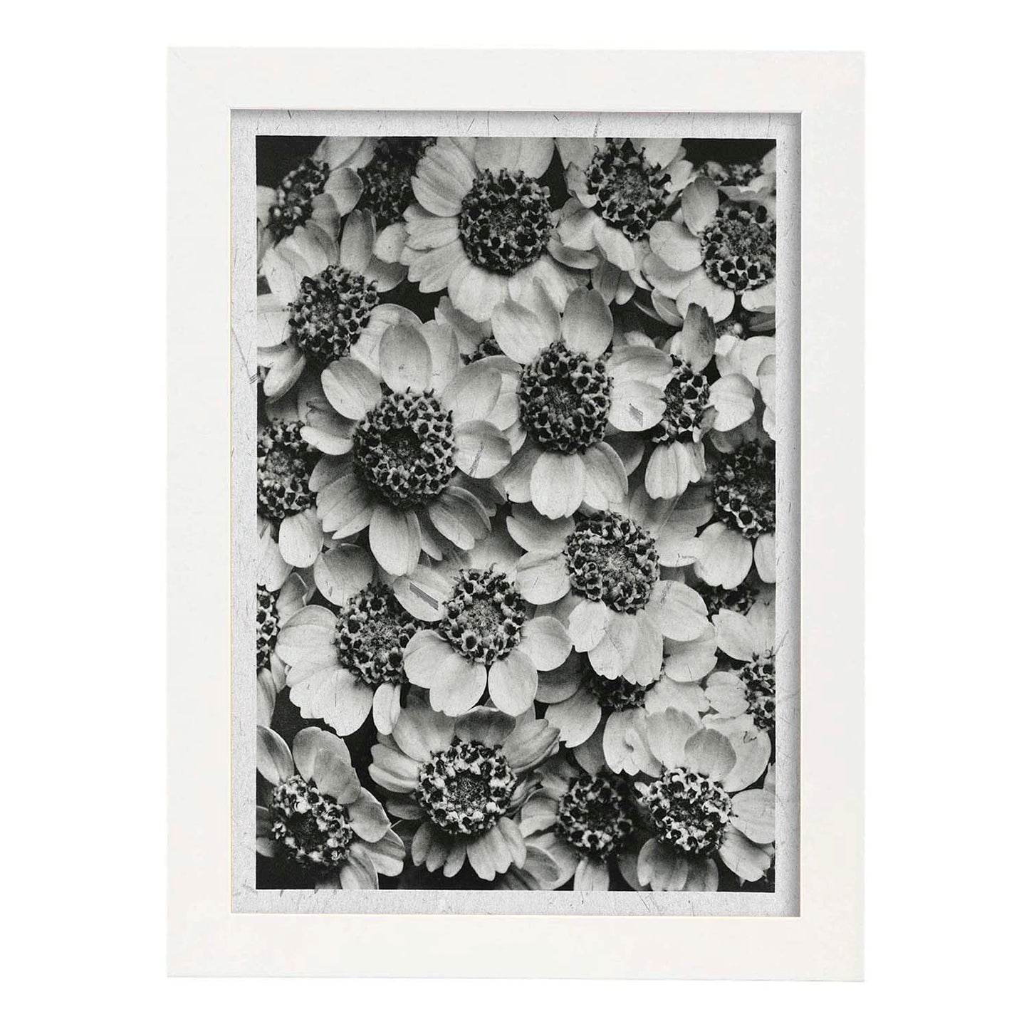 Lámina Planta blanco y negro 07. Pósters con ilustraciones de flores y plantas en tonos grises.-Artwork-Nacnic-A3-Marco Blanco-Nacnic Estudio SL