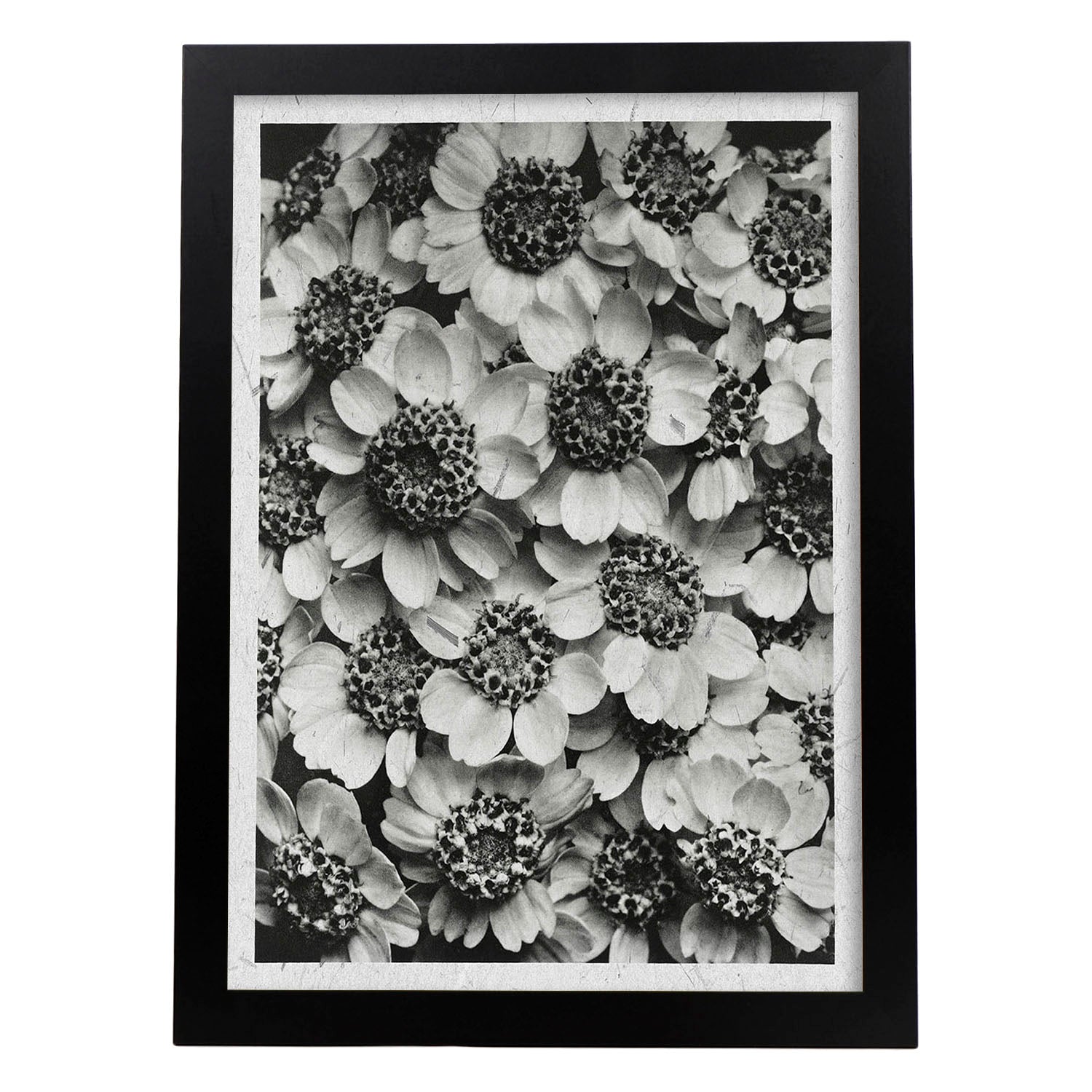 Lámina Planta blanco y negro 07. Pósters con ilustraciones de flores y plantas en tonos grises.-Artwork-Nacnic-A3-Marco Negro-Nacnic Estudio SL