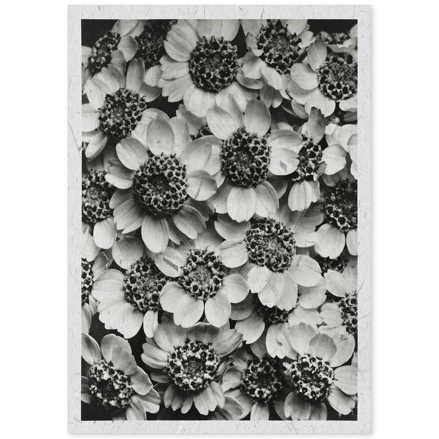 Lámina Planta blanco y negro 07. Pósters con ilustraciones de flores y plantas en tonos grises.-Artwork-Nacnic-A4-Sin marco-Nacnic Estudio SL