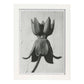 Lámina Planta blanco y negro 08. Pósters con ilustraciones de flores y plantas en tonos grises.-Artwork-Nacnic-A3-Marco Blanco-Nacnic Estudio SL