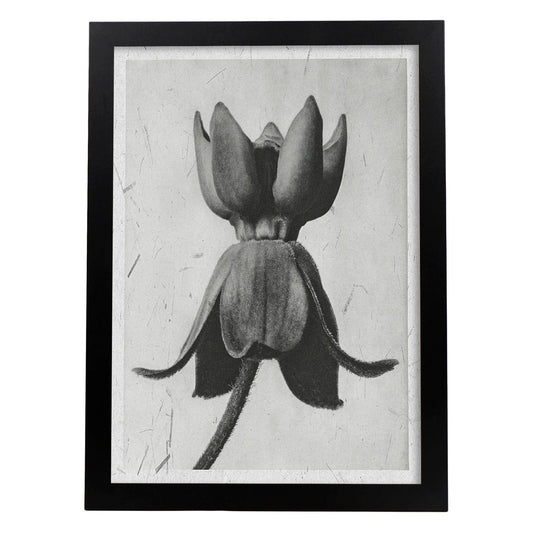 Lámina Planta blanco y negro 08. Pósters con ilustraciones de flores y plantas en tonos grises.-Artwork-Nacnic-A4-Marco Negro-Nacnic Estudio SL