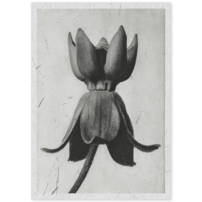 Lámina Planta blanco y negro 08. Pósters con ilustraciones de flores y plantas en tonos grises.-Artwork-Nacnic-A4-Sin marco-Nacnic Estudio SL