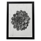 Lámina Planta blanco y negro 09. Pósters con ilustraciones de flores y plantas en tonos grises.-Artwork-Nacnic-A4-Marco Negro-Nacnic Estudio SL